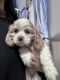 American Cocker Spaniel Puppies for sale in Victorville, CA, USA. price: $800