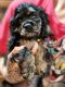 American Cocker Spaniel Puppies for sale in Marshfield, MO 65706, USA. price: NA