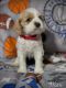 American Cocker Spaniel Puppies for sale in Lubbock, TX, USA. price: $1,200