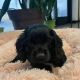 American Cocker Spaniel Puppies for sale in Las Vegas, NV, USA. price: NA