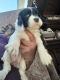 American Cocker Spaniel Puppies for sale in Dunn, NC 28334, USA. price: NA