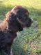 American Cocker Spaniel Puppies for sale in Dunn, NC 28334, USA. price: $600