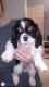 American Cocker Spaniel Puppies for sale in 803 Brickyard Ct, Greenville, NC 27858, USA. price: $800