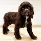 American Cocker Spaniel Puppies for sale in Aptos, CA 95003, USA. price: NA