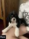American Cocker Spaniel Puppies for sale in Lothian, MD 20711, USA. price: NA
