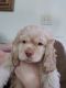 American Cocker Spaniel Puppies for sale in Williamstown, OH 45897, USA. price: $1,000