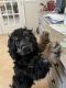 American Cocker Spaniel Puppies for sale in Tampa, FL, USA. price: $1,200