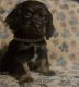 American Cocker Spaniel Puppies for sale in Pensacola, FL 32505, USA. price: NA