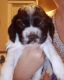 American Cocker Spaniel Puppies for sale in Tallahassee, FL, USA. price: NA