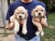 American Cocker Spaniel Puppies for sale in South Boston, VA 24592, USA. price: NA