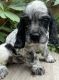 American Cocker Spaniel Puppies for sale in Rochester, MN 55901, USA. price: $1,500