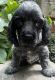American Cocker Spaniel Puppies for sale in Rochester, MN 55901, USA. price: $1,100