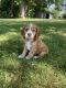 American Cocker Spaniel Puppies for sale in Englewood, OH, USA. price: NA