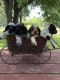 American Cocker Spaniel Puppies for sale in Minneapolis, MN, USA. price: $1,000