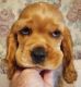 American Cocker Spaniel Puppies for sale in Port Clinton, OH 43452, USA. price: $1,000