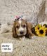 American Cocker Spaniel Puppies for sale in Sioux Center, IA 51250, USA. price: $800