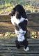 American Cocker Spaniel Puppies for sale in New York City, New York. price: $550