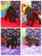 American Cocker Spaniel Puppies for sale in Milan, MO 63556, USA. price: $350