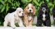 American Cocker Spaniel Puppies for sale in Tampa, Florida. price: $500