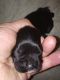 American Cocker Spaniel Puppies for sale in Princeton, IN 47670, USA. price: $500