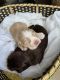 American Cocker Spaniel Puppies for sale in Beaumont, Texas. price: $1,500