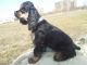 American Cocker Spaniel Puppies for sale in Brooklyn, NY, USA. price: NA