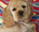 American Cocker Spaniel Puppies for sale in Pleasantville, PA 16341, USA. price: NA