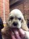 American Cocker Spaniel Puppies for sale in Round Rock, TX, USA. price: NA