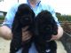 American Cocker Spaniel Puppies for sale in Monroeville, OH 44847, USA. price: NA