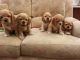 American Cocker Spaniel Puppies for sale in Carlsbad, CA, USA. price: NA