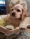 American Cocker Spaniel Puppies for sale in Los Angeles, CA, USA. price: $500