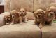 American Cocker Spaniel Puppies for sale in Los Angeles, CA, USA. price: $500