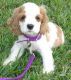 American Cocker Spaniel Puppies for sale in Juneau, AK, USA. price: NA