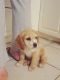 American Cocker Spaniel Puppies for sale in Cliffside Park, NJ, USA. price: NA