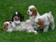 American Cocker Spaniel Puppies for sale in New York, NY, USA. price: NA
