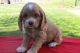 American Cocker Spaniel Puppies for sale in Canton, OH, USA. price: NA