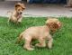 American Cocker Spaniel Puppies for sale in Los Angeles, CA, USA. price: $400