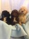 American Cocker Spaniel Puppies for sale in Georgetown, GA, USA. price: NA