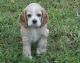 American Cocker Spaniel Puppies for sale in Los Angeles, CA, USA. price: NA