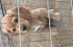 American Cocker Spaniel Puppies for sale in San Bernardino, CA, USA. price: $375