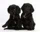 American Cocker Spaniel Puppies for sale in Missiouri CC, Elsberry, MO 63343, USA. price: NA