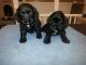 American Cocker Spaniel Puppies for sale in Lehigh Acres, FL, USA. price: NA