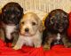 American Cocker Spaniel Puppies for sale in Missoula, MT, USA. price: NA