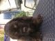 American Cocker Spaniel Puppies for sale in Lakeland, FL, USA. price: NA
