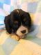 American Cocker Spaniel Puppies for sale in Canton, OH, USA. price: NA