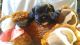 American Cocker Spaniel Puppies for sale in Kissimmee, FL, USA. price: NA