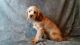 American Cocker Spaniel Puppies for sale in East Sparta, OH, USA. price: NA