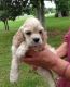 American Cocker Spaniel Puppies for sale in Los Angeles, CA 90017, USA. price: NA