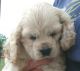 American Cocker Spaniel Puppies for sale in Ada, OK, USA. price: $1,000