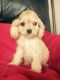 American Cocker Spaniel Puppies for sale in Seattle, WA, USA. price: NA
